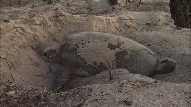 Green Turtle Covering Eggs With Sand