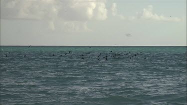 Black noddies feeding/flying across in the ocean