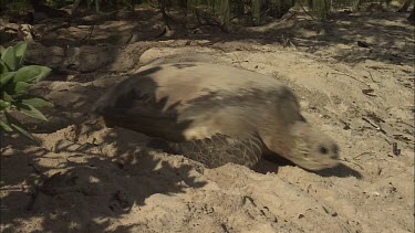 Green Sea Turtle leaving nest site and moving towards water