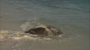 Green Sea Turtle entering the ocean