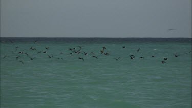 CM0001-HI-0028178 Black noddies feeding/flying across in the ocean