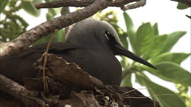 Black Noddy nesting in a tree