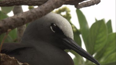 Black Noddy nesting in a tree