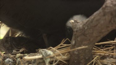 Black Noddy nesting in a tree with chick