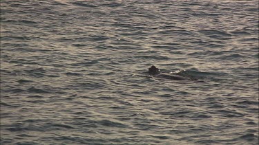 Green sea turtle swims in and out of the water