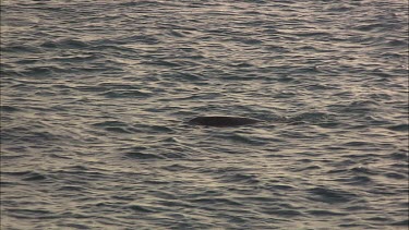 Green sea turtle swims in and out of the water