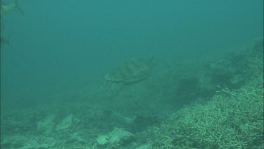 Green sea turtle swims underwater. It has a tag on its fin.