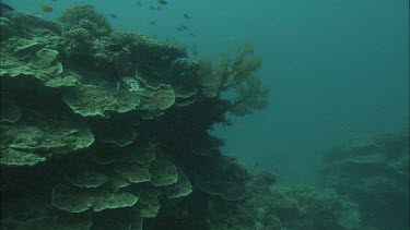 Research diver points to a big sweetlips fish that hides in coral reefs