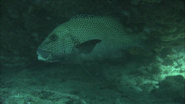 Many-spotted sweetlips fish and cleaner fish