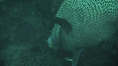 Many-spotted sweetlips fish and cleaner fish