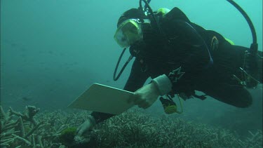 Diver does checking of corals  and making notes underwater