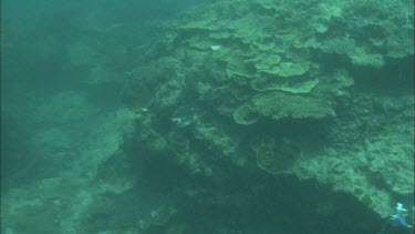 Research Diver taking  swims next to school of fishes and big green turtle