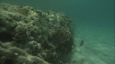 Tracking shot of Costal reef and small fishes