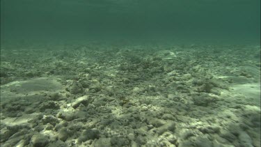 Tracking shot along the coastal reef.