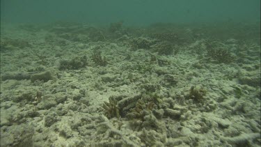 Tracking shot along the coastal reef.