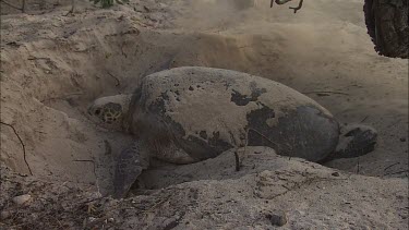 MCU green turtle digs a pit and two girls.