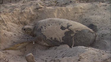 Two girls sit next to a green turtle. Green turtle digs a pit for laying its eggs. One girl says: This is a green turtle. I've never seen one like this before."