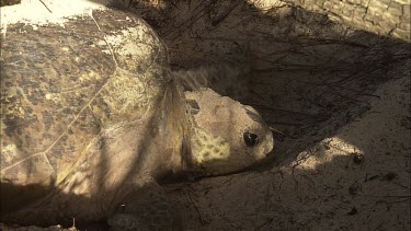 Green turtle digs a pit