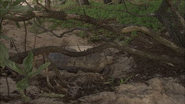 Green turtle lies under the tree