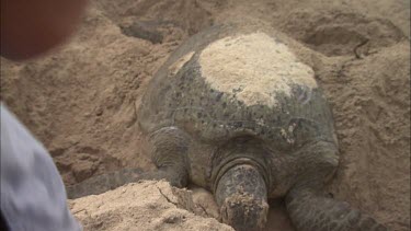 Teen boy takes photo of a turtle on his i-phone.