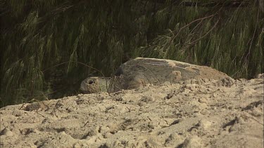 Green turtle crawls through the sand.