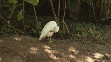 White heron cleans its feather.