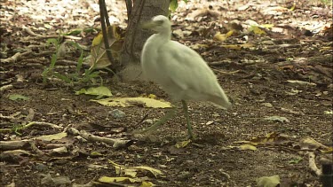 White heron walks away from the camera.