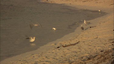 Seagulls on the beach.