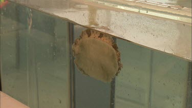 Student researcher hand removing the sea slug