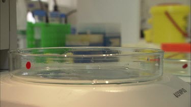 Student researcher places sea slug on petri dish