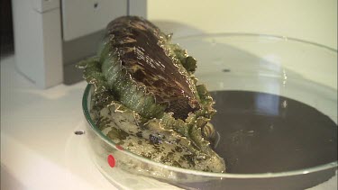 Student researcher removes sea slug from petri dish, adds sea slug back again and looks down.