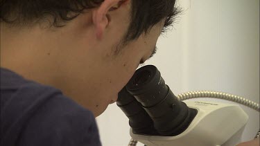 Student researcher adjusting the focus of microscope while examining specimen