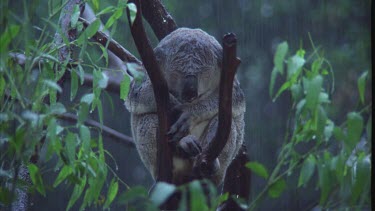 sleeping in eucalypt while rain pours down
