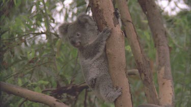 cub is climbing with mother goes off by itself.