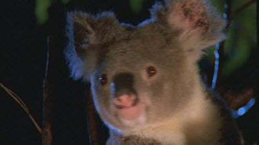 Koala is looking directly at the camera. Fantastic shot.
