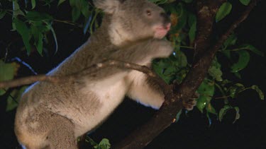 Koala eats eucalyptus leaves. Koala reaches up. Good shot of the koala's tummy; pouch.