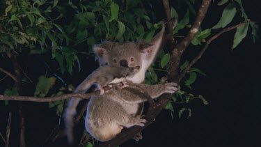 Koala tries to knock the sugar glider from the branch. Koala watches sugar glider run from the tree *
