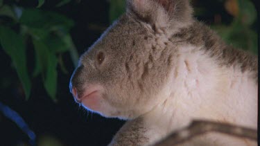 Koala is gathering leaves. It suddenly senses something in the distance. It is alert.