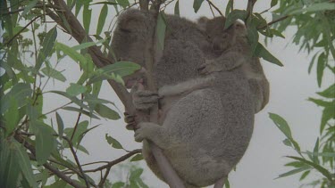baby cub on mothers back while mum sleeps