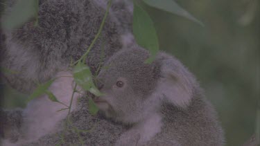 joey on mothers back in tree reaches out to eat young green gum leaves
