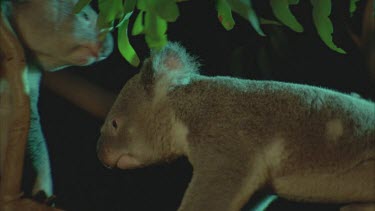 two males biting scratching each other in tree tops