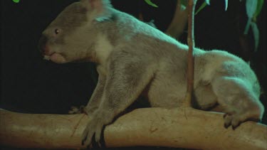 two males biting scratching in tree tops