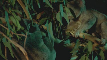 two males biting scratching in tree tops