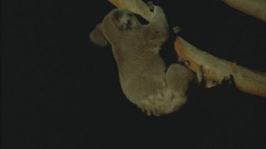 two males biting scratching in tree tops