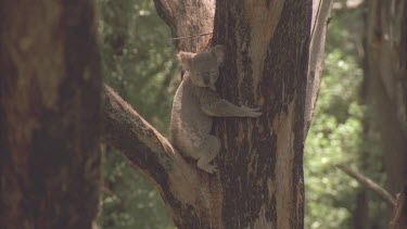 adult in tree