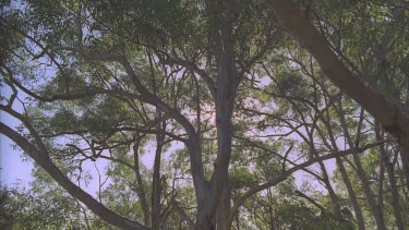 sliding down shot of eucalypt tree