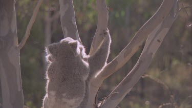 mother young on back climb trunk