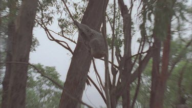 three koala on branch one jumps onto trunk