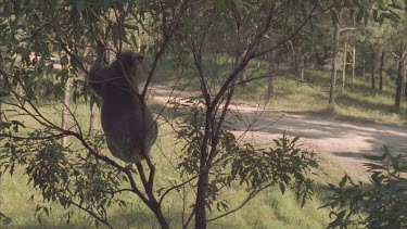 koala in tree watching construction dumper driving past