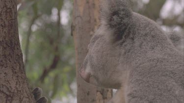 koala in tree